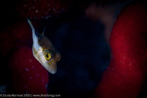 "Puffer Face"
A Sharpnose Puffer with a Red Rope Sponge ... by Dusty Norman 